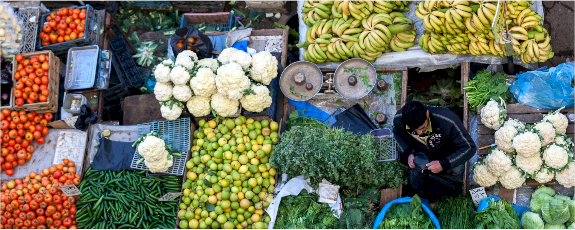 دعم القطاع الزراعي الفلسطيني