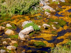 Environmental pollution from slaughterhouses
