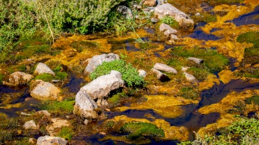 Environmental pollution from slaughterhouses